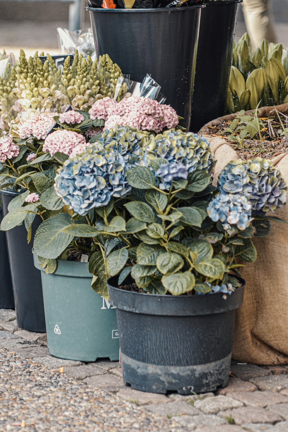 Hortensias bleus et roses cultivés en Bretagne